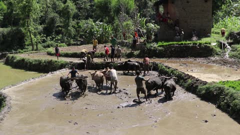 Traditional Way to Rice Farming in Nepal