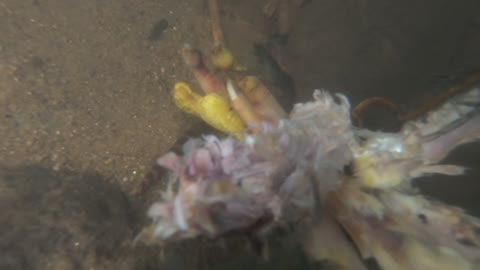 The Shrimp eats Chicken Bones in the water (p6)