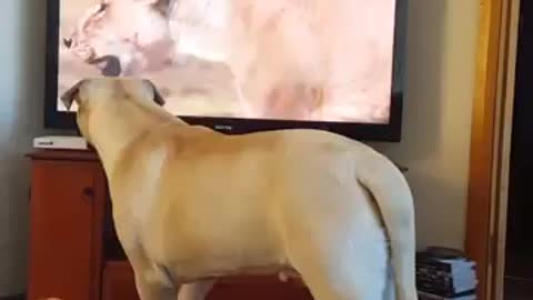 Mastiff watches lions on TV, attempts to make contact