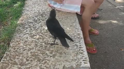 Smart crow is thirsty