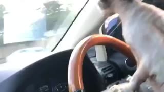 Shaved cat drives car from black and wooden steering wheel