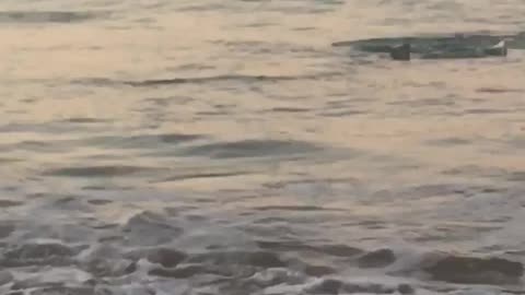 Shark at Sunset Swimming Through Waves