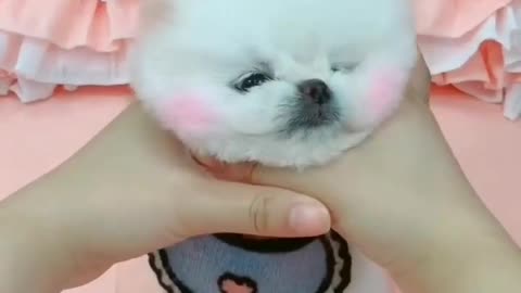 Cute puppy videos 2022