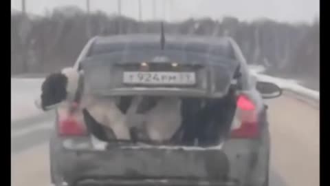 Dog Riding at the back of the car