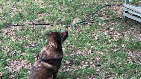 Dog and Squirrels