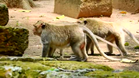 A monkey Mating Amazing Videos 2022