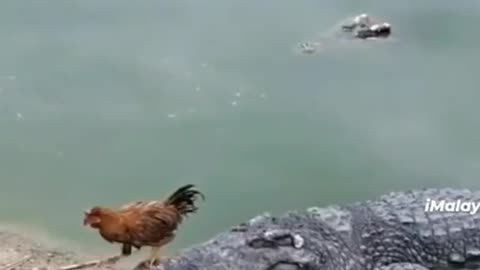 The chicken tasted the crocodile and ran away from its mouth