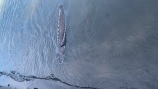 Sturgeon fishing with my dad