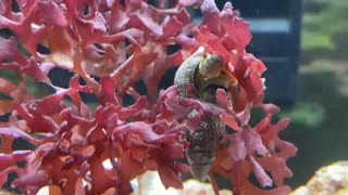 Cerith snail eating film on macro algae