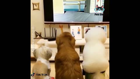 Master irritates his three puppies by suddenly switching off TV
