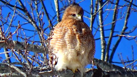 Red-shouldered hawk