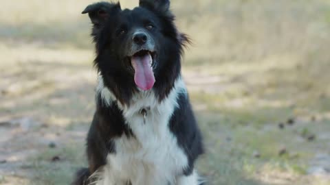 Big black and white trained dog acting playful outdoors