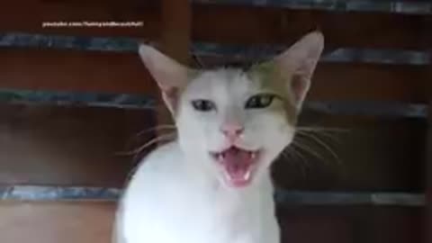 Cat meowing very loudly