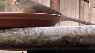 Pretty Northern Cardinal Female “Pretty Girl”