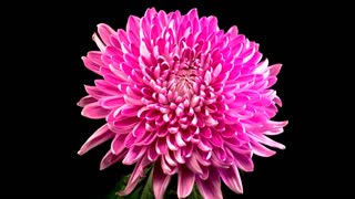 Pink chrysanthemum flower opening