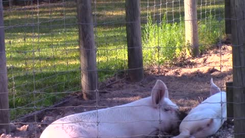 Installing new waterers for the pigs