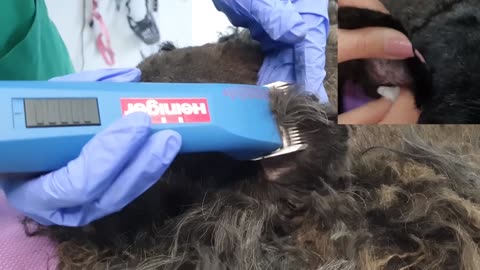 You won't believe how this dog looks after shaving all these dreadlock hair