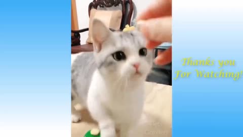 Funniest Animals - Best Of The Funny Animal Videos.. 🤣🐱