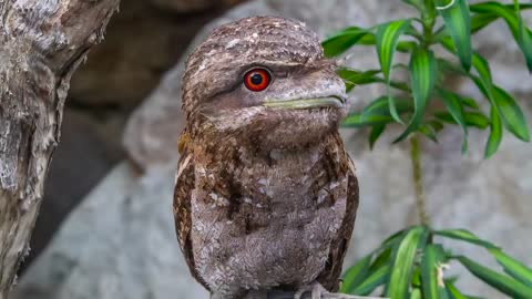 Your Life Will be Better After you Know About Frogmouths