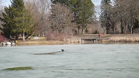 Otter, On The Ice At Andrew Haydon Park, Ottawa, ON, CA, (2021).