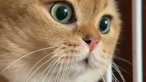 Cute 🥰 cat video