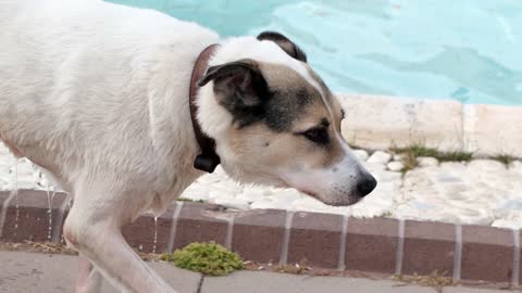 Dog is coming out of the water after taking a bath in the pool