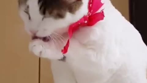 Cute cat