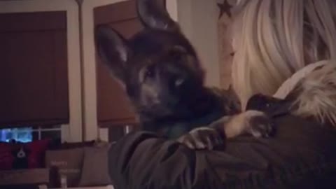 German shepherd puppy with the cutest headtilts