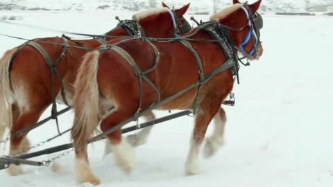 Close up of horses pulling carriage in the snow