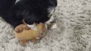 Cannoli the Aussie playing with chipmonk