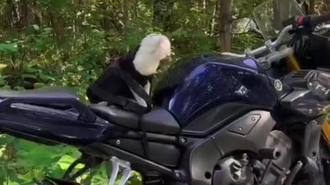 BikerCat#cat