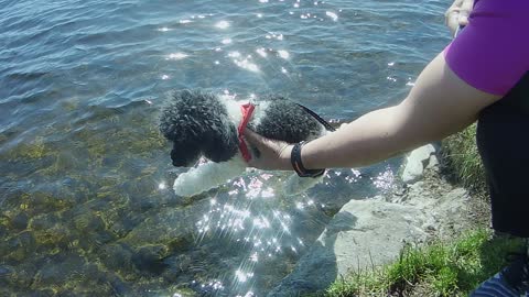 Lucky the Poodle AIR SWIMMING!!!! lol.... Soooo CUTE!!!!!!