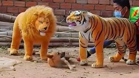 Hilarious Lion And Tiger Funny Dog Prank