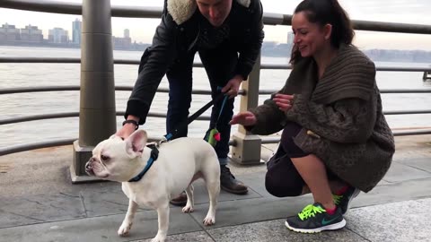 French Bulldog and Dad are NYC Broadway Stars | The Dodo City Pets