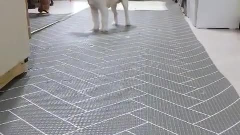 Enthusiastic puppy for a snack