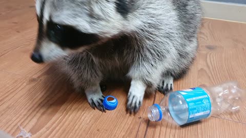 Genius raccoon opens plastic bottle to reach what's inside