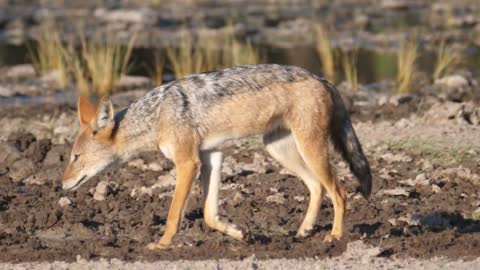 Black-backed jackal walking away at the savanna of Central Kalahari Game Reserve in Botswana