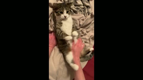 Kitty gets a tummy massage☺️