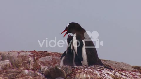 Penguin mother feeds babies