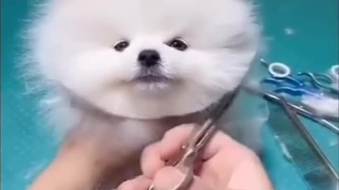 Cute 🥰 Pets Hair Cutting