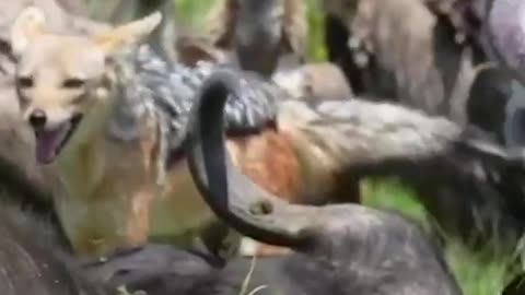 The hyena doesn't want to share with the vulture.