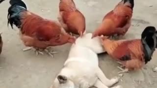 When Dog Having Chickens Treatment