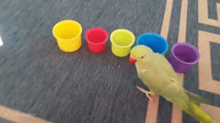 Super smart parrot knows his colors