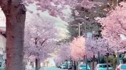 Cherry blossoms in Locarno, Switzerland
