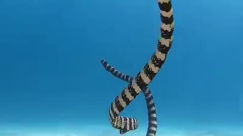 sea ​​snake
