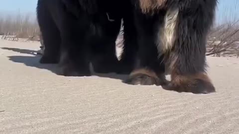 World's biggest dogs