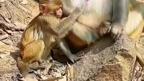 Baby Monkey Big Monkey Nipples Press Funny Video