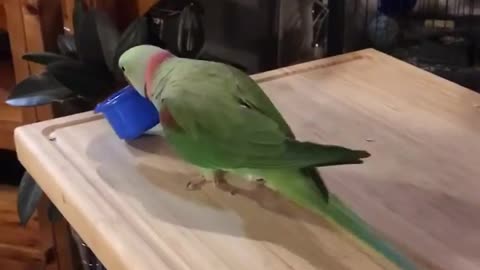 FUNNIEST PARROTS - Cute Parrot And Funny Parrot Videos Compilation [BEST OF]