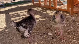 Curious baby turkeys