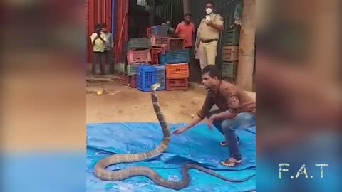 Worlds biggest king cobra